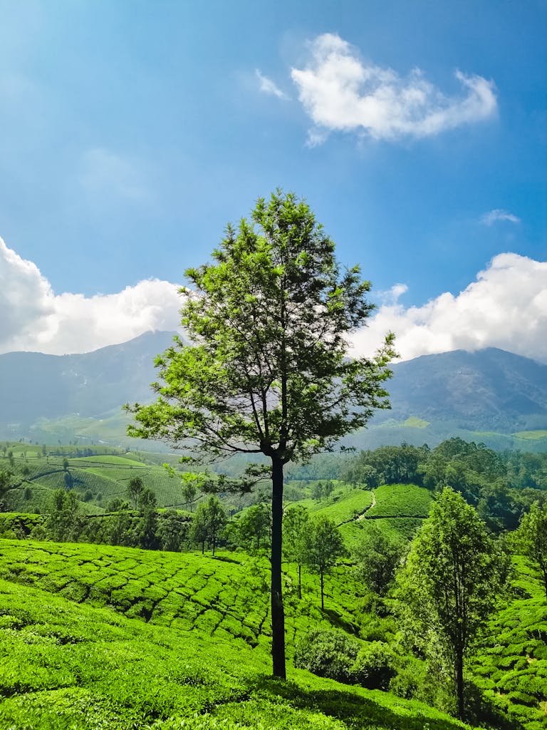 Breathtaking view of vibrant tea plantations and mountains under a clear blue sky in Munnar, India.