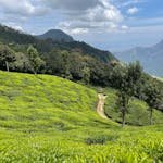 Explore the vibrant green tea fields amidst the rolling hills of Munnar, Kerala, India.