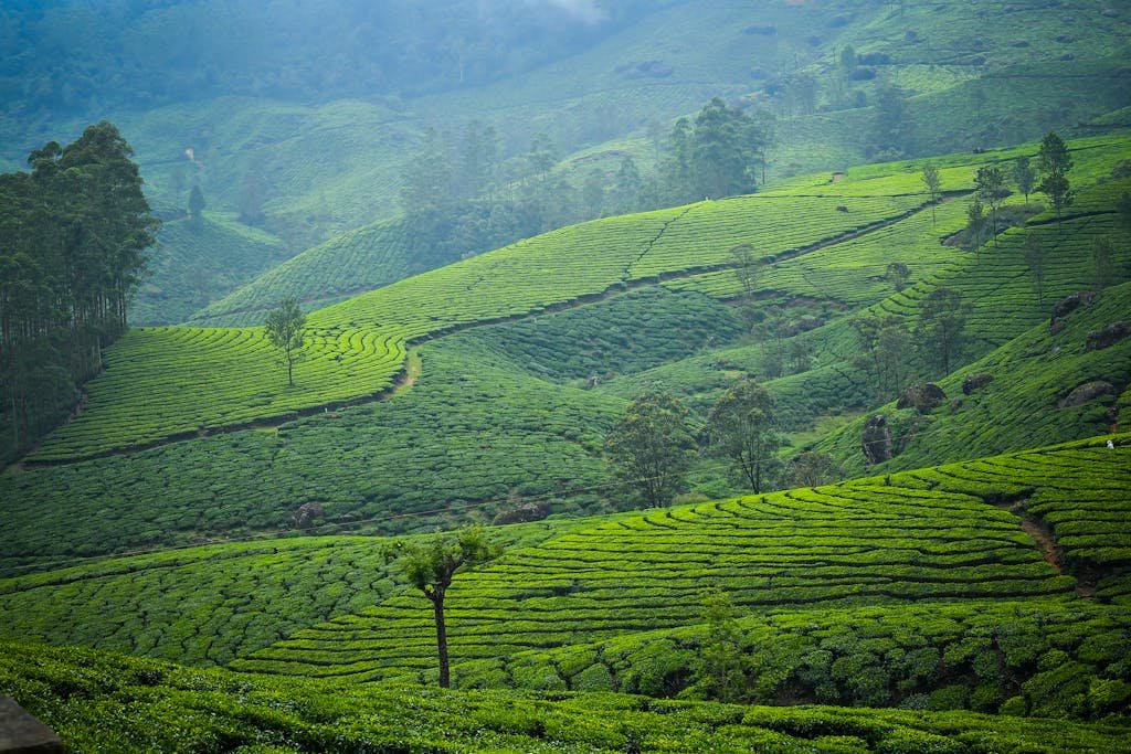 Beautiful tea plantations on rolling green hills showcasing a stunning natural landscape.